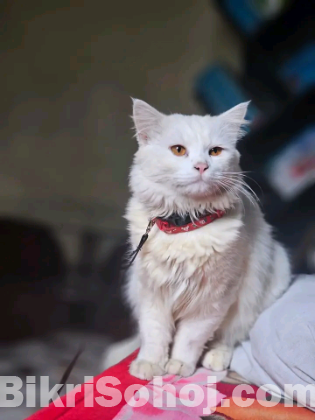 Hight quality 3 coat Hair Persian adult Cat